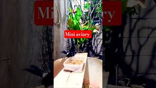 mini #pets #birdsong #birds #birdsinging #birdsounds #nature
