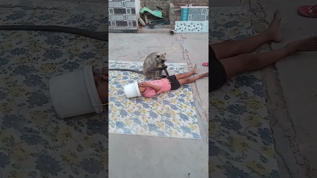 langur funny comedy 😱Hanuman