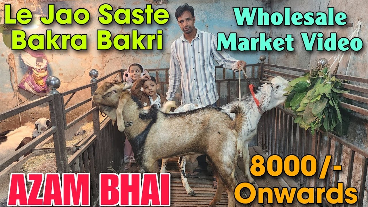 8000/- Onwards Le Jao Saste Bakra Bakri At AZAM BHAI | Wholesale Goat Market Mandi Bhiwandi 