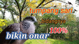 🔴Suara sedap 100% bikin onar #masteranmewah  #dekukugacor