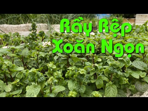 Video: Kiểm soát Rầy - Xử lý Rầy trong Bãi cỏ và Vườn