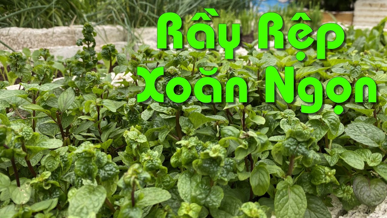 Cách Diệt Rầy Mềm Rệp Mềm Gây Xoăn Ngọn Hoặc Bám Trên Lá - YouTube