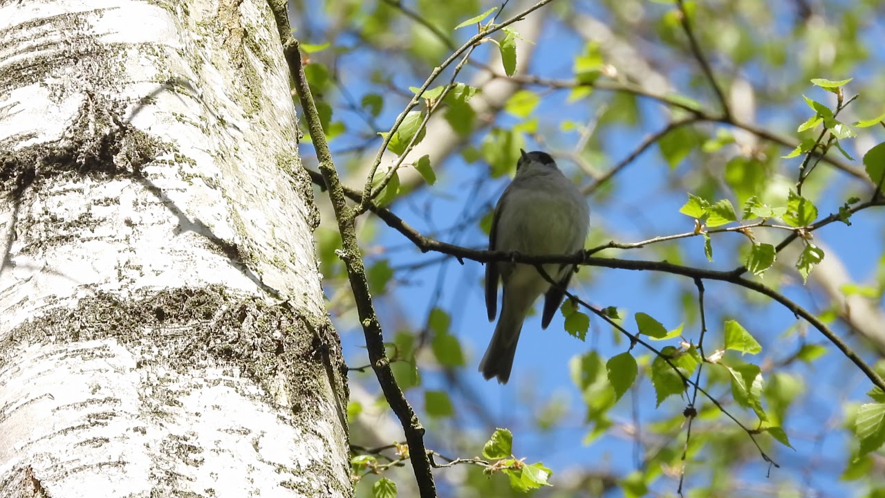 Blackcap♂ 
