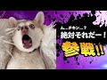 爆笑イッヌ全員参戦!!part49
