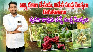 త్వరగా కాపుకు వచ్చే పండ్ల మొక్కలు | Ready To Yield & Fastest Growing Fruit Plants | AgriTech Telugu