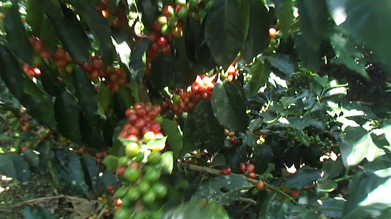 CAFÉ BOURBON ROSADO YouTube