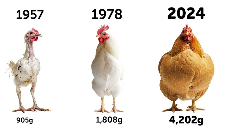 Chickens Are 5 TIMES BIGGER Than 70 Years Ago... This Is Terrifying