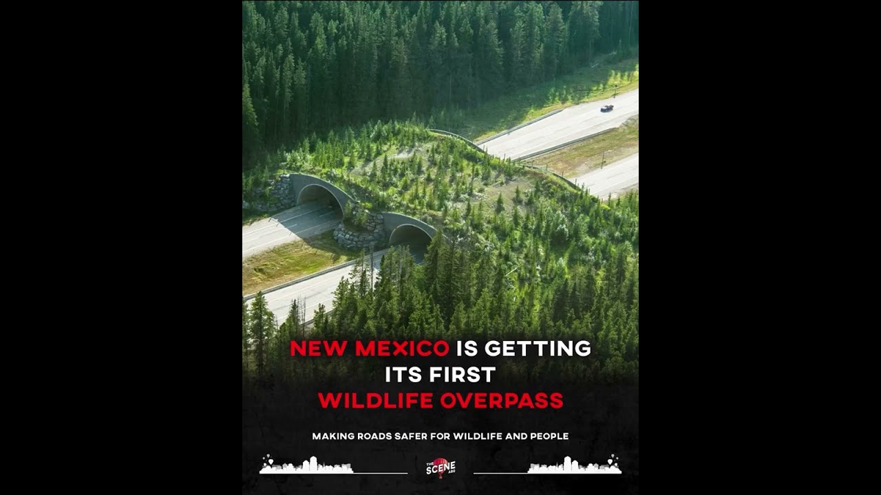 New Mexico S First Wildlife Overpass Aims To Stop Deadly Animal Collisions On U 550