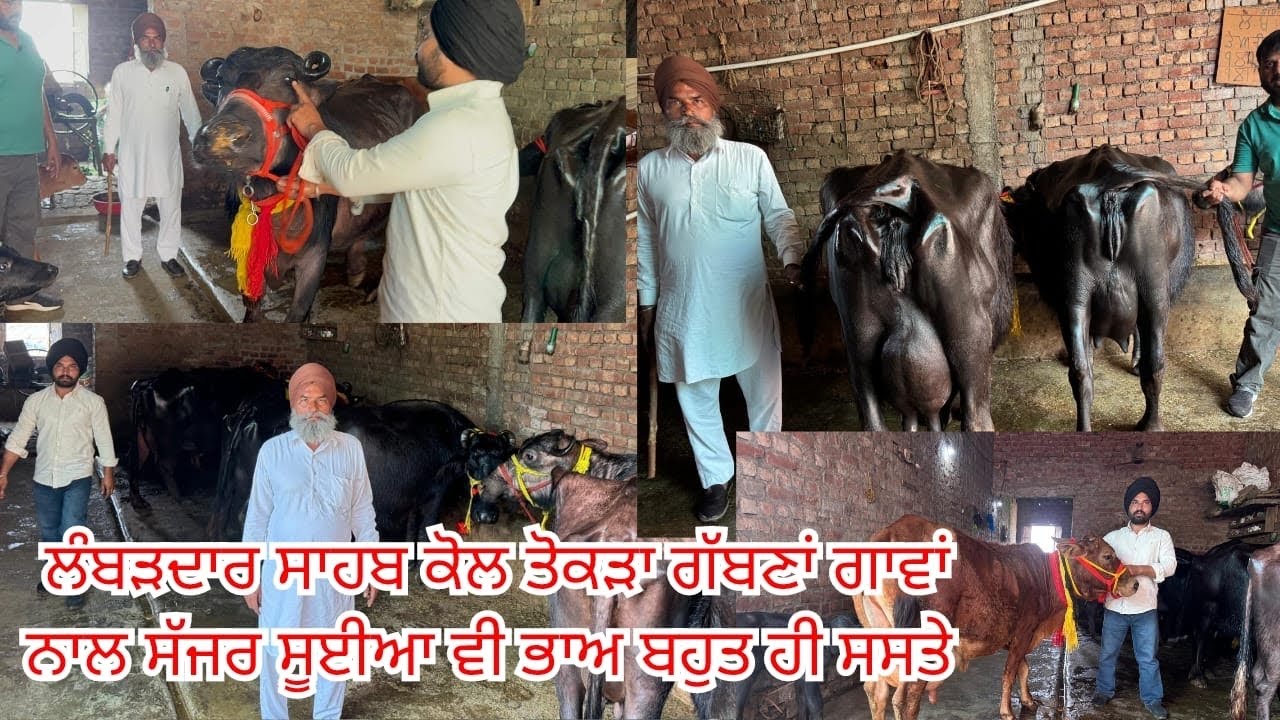 11 March 2026 Ph 98152–79872👈 6-8 ਝੋਟੀਆਂ ਵਿਕਾਊ ਨਾਲ ਤੋਕੜ ਗੱਬਣਾਂ 