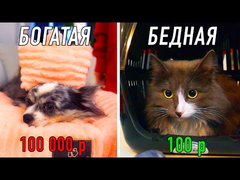 Что купить собаке и кошке на 100 и 100 000 рублей в зоомагазине? Подарки Дешево Дорого питомцам