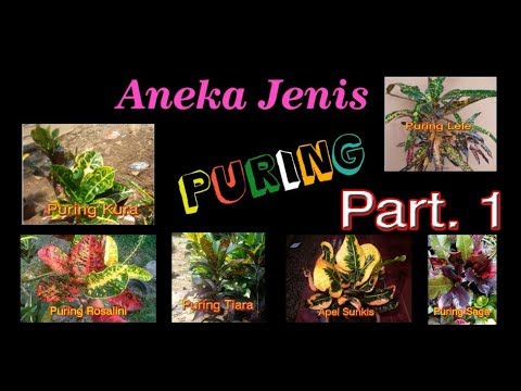 Iniah aneka  jenis  macam Bunga  Puring Part 1 YouTube