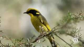Meet the Helmeted Honeyeater