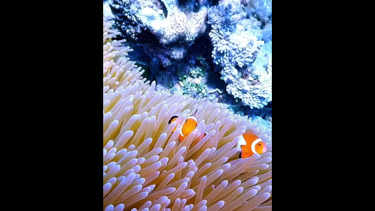 "Discover the wild beauty of forest animals! 🦊🐿️ untamed moments.embrace the wilderness! 