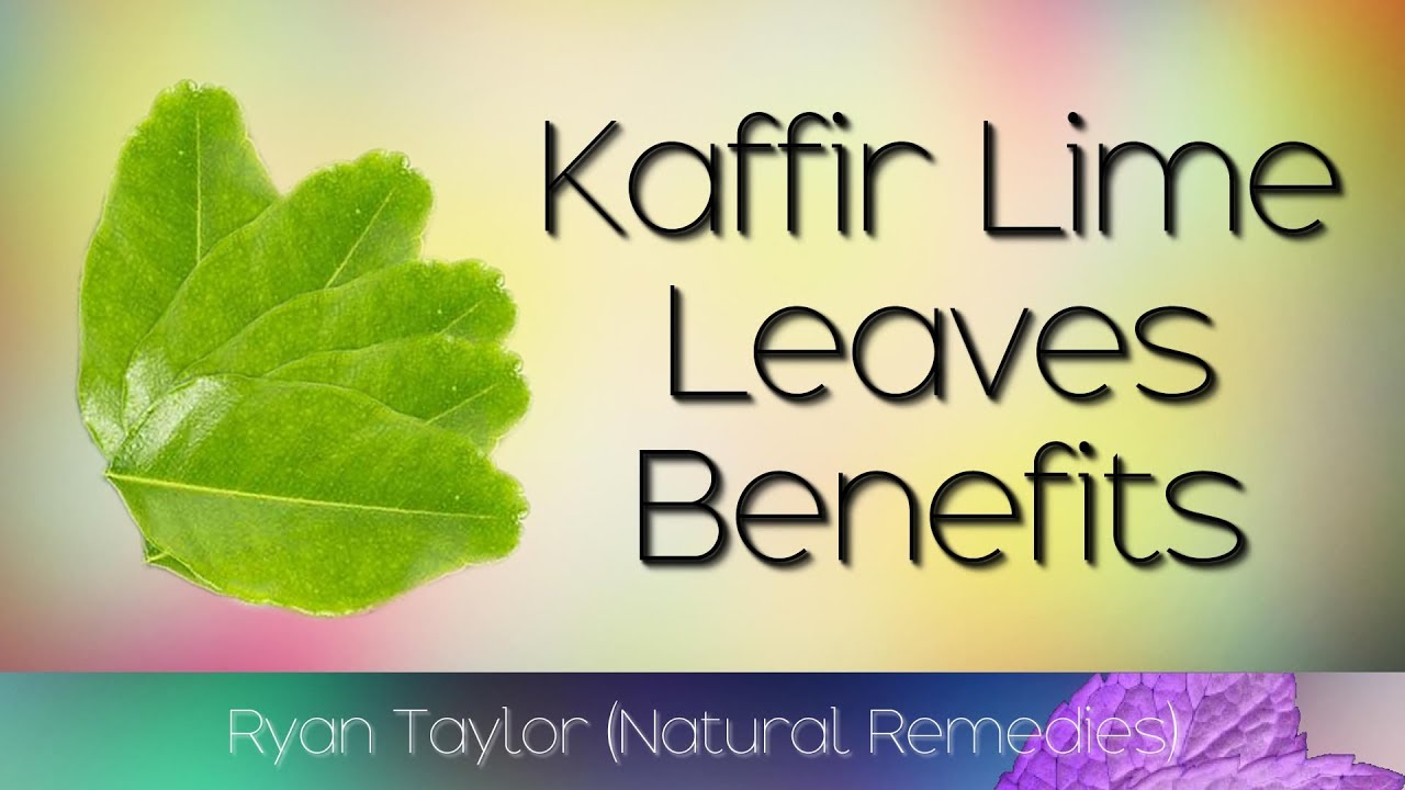 Kaffir Lime Leaves Benefits & Uses YouTube