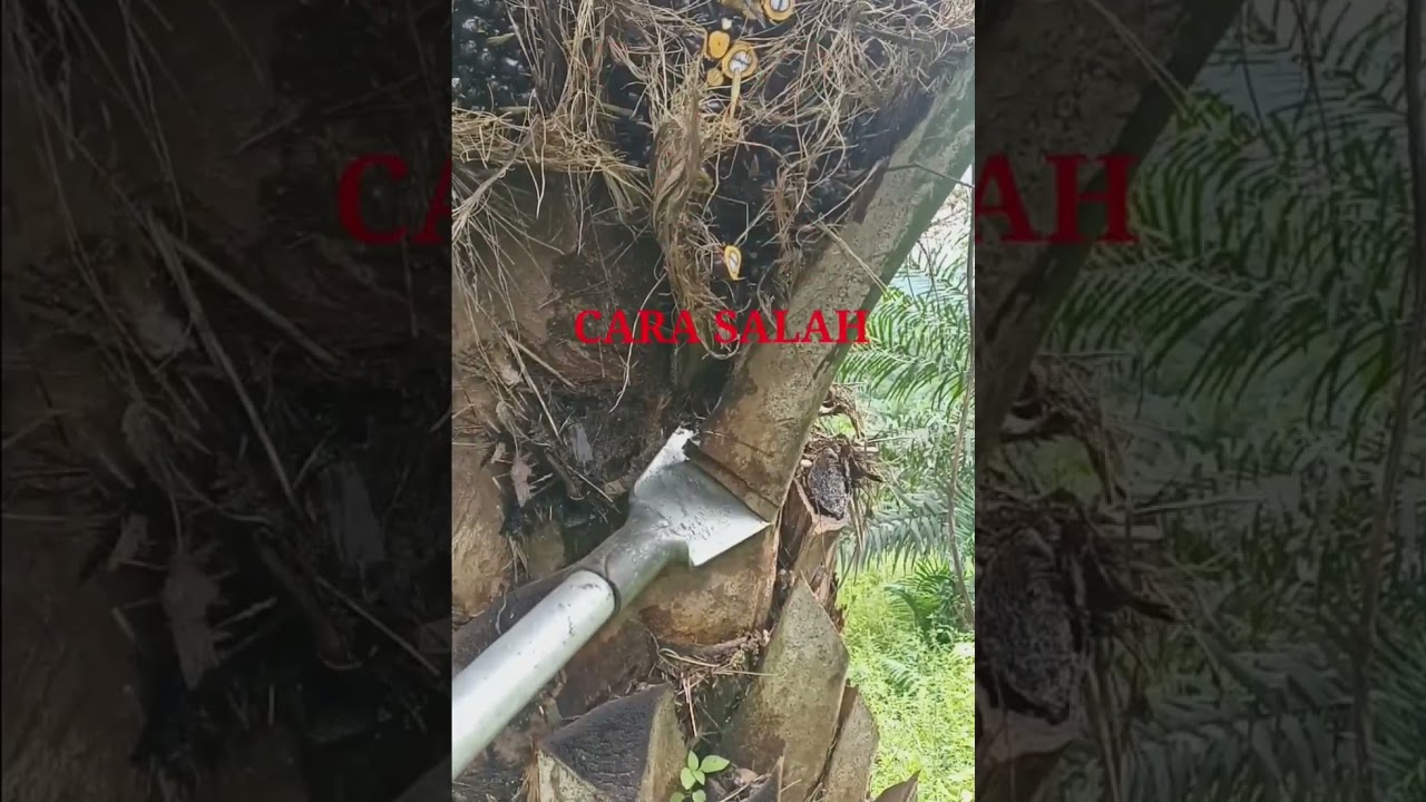 cara potong pelepah pakai dodos 