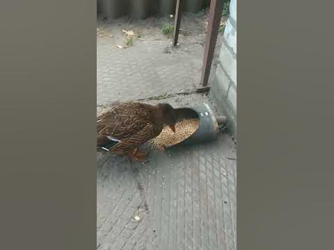 Качка на перекусі #качка #їсть #качечка #зерно - YouTube