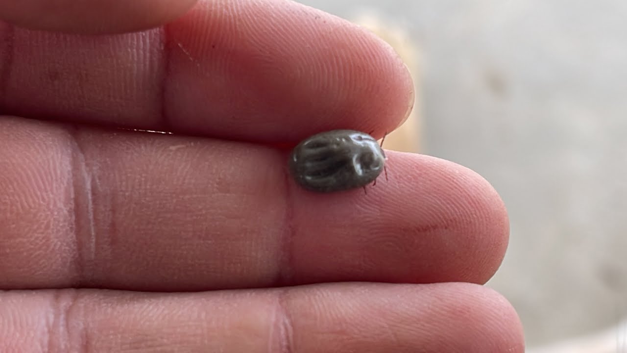 Remove all dog ticks remove ticks YouTube