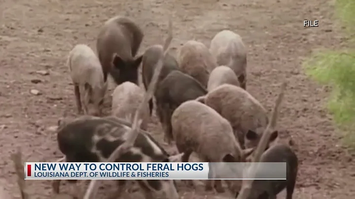 LSU patents a pig poison for feral hogs