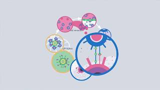 The Cancer Immunity Cycle – A description of how the immunsystem fights cancer