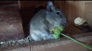 Octodon Degu Rodent Compilation - Snacking - Time for snacks - by SpelareTV