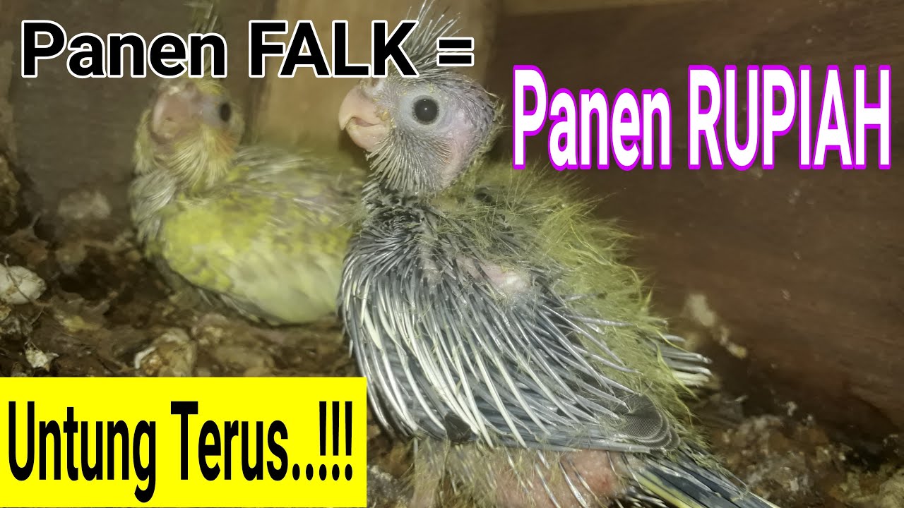 Ternak Falk Dengan Sistem Koloni 