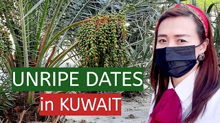 Unripe Dates  in Kuwait || Season of Dates | Blezzed Angel