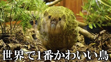 カカポ カカポ