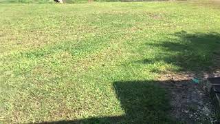 MSMA v. Dallisgrass Day 10 and 24 hours (Part 4 of 9)