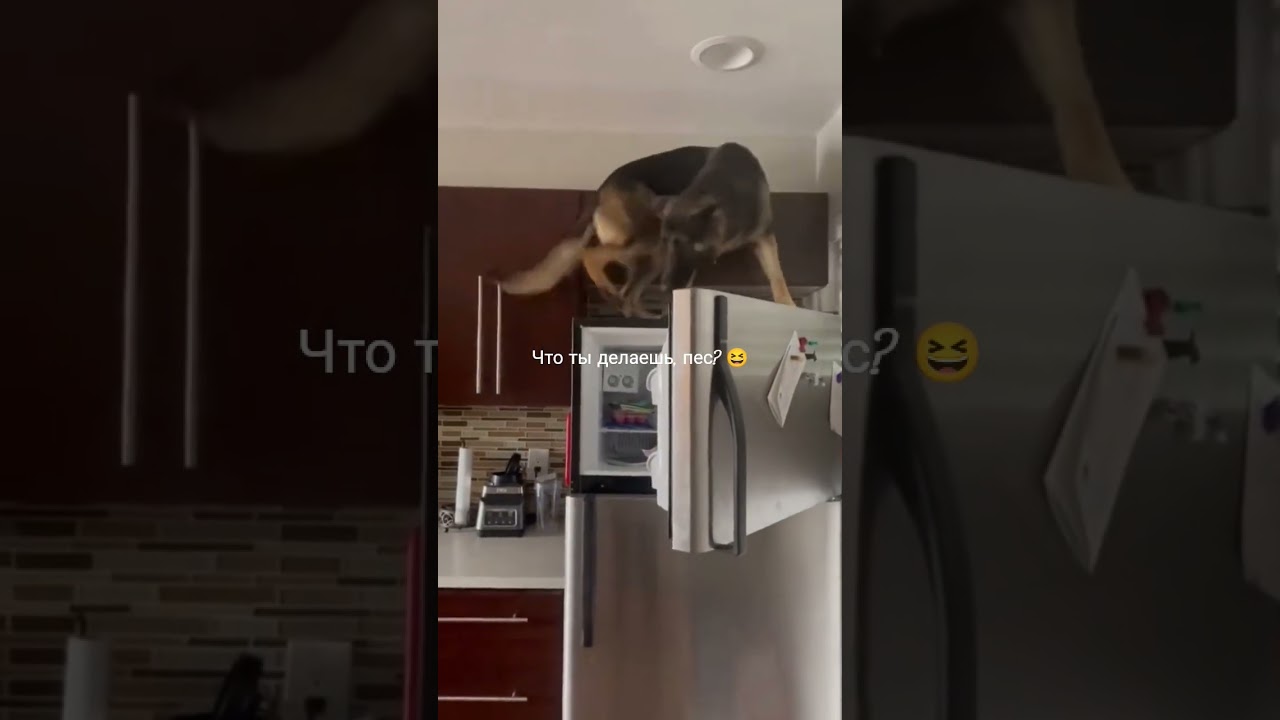😆Как он залез на холодильник 