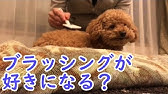 犬はなぜ寝る前にホリホリするの 犬の掘る仕草 Youtube 犬はなぜ寝る前にホリホリするの 犬の掘る仕草 Youtube
