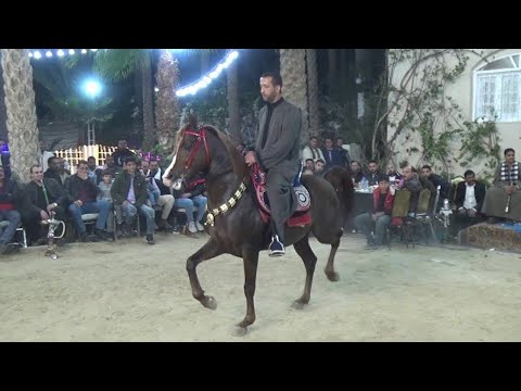 المعلم محمد حسن سرحان رقص خيل جديد ف جديد حفلة دهشور الملكية 2023