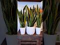 how to repot snake plant 🐍🪴 #separatingsnakeplant #shorts