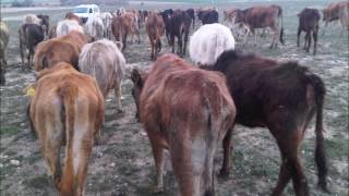 Eski̇şehi̇r Kurbanlik Dana- Düve 0554 551 01 01 Eski̇şehi̇r- Ağri - Kars