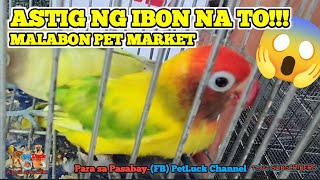 LOVEBIRDS UPDATE: KAKAIBANG IBON LUMABAS SA MALABON