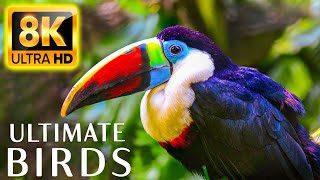 Ultimate Birds Collection 8K ULTRA HD - Soothing Music and Impressive Animals in 8K Video (60 FPS)