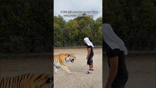 MIA MAMMA VS TIGRE!🤣🐅 #ridere#ironia#mamma#tigre#comicità#shorts#virale#perte