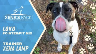 LOKO Pointer Pit Mix  | Trained By Central Florida's #1 Dog Trainers Xena's Pack