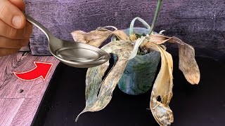 видео: Как реанимировать орхидею: от почти смерти до великолепного цветения картинка: Как реанимировать орхидею: от почти смерти до великолепного цветения