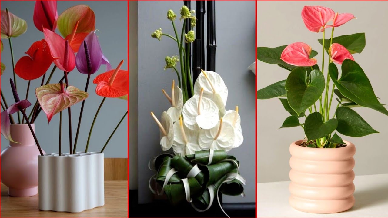 Beautiful white anthuriums | Classy and adorable white anthurium decor ideas