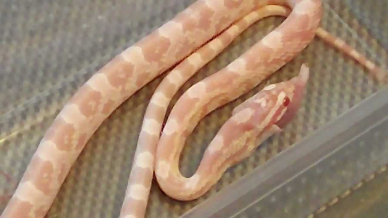 camera iphone 8 plus apk snow corn snake eating a pinkie