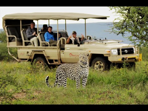 Video: Kur ir safari piedzīvojumu paslēptais vīrs?