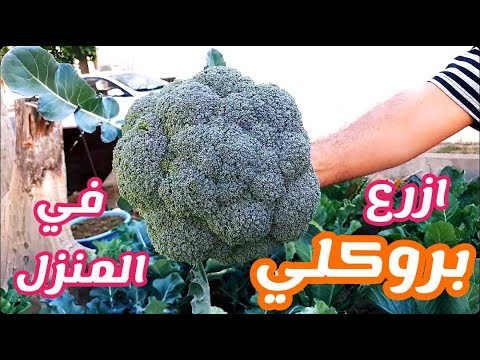 فيديو: ما هو البروكلي الأرجواني: البروكلي الأرجواني ينبت