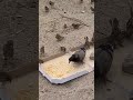 Нехай почнуться Голодні Ігри