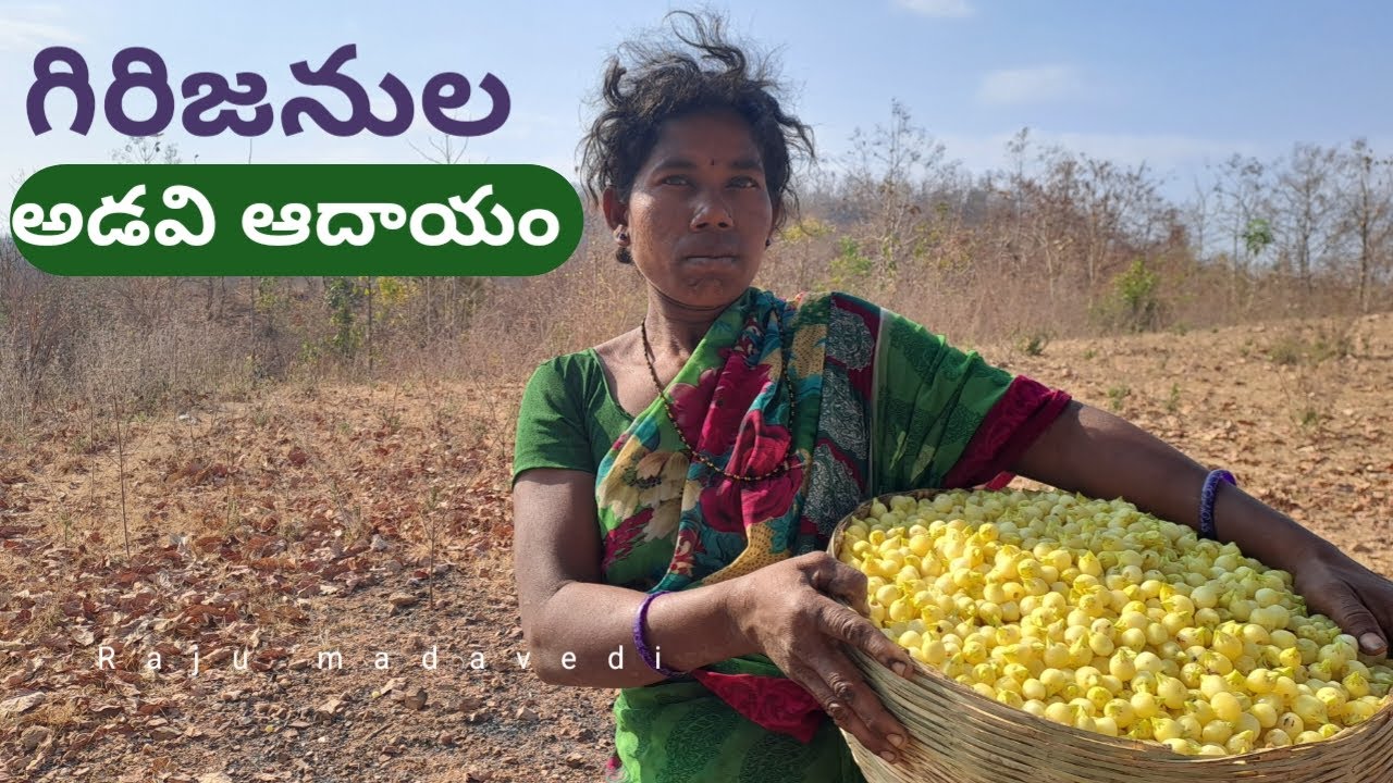 గిరిజనుల అడవి అదాయం|| Tribal's income source in forest ||Raju Madavedi