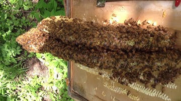 5/23/18 - Moving raw comb to frames