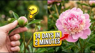 Pink Peony Flower Blooming Time Lapse 🪷 14 Days Bloom screenshot 5
