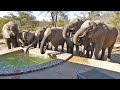 Incredible: Elephants Drinking From Our Pool!