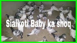 Sialkoti Kabootar || Sialkoti Baby Ka Shoq || Aqeel Pigeon Master || Sialkoti Pigeon ||