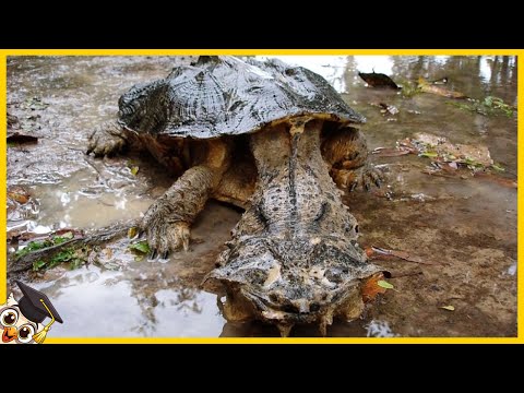 Video: Welke Steden Zijn Vernoemd Naar Dieren?