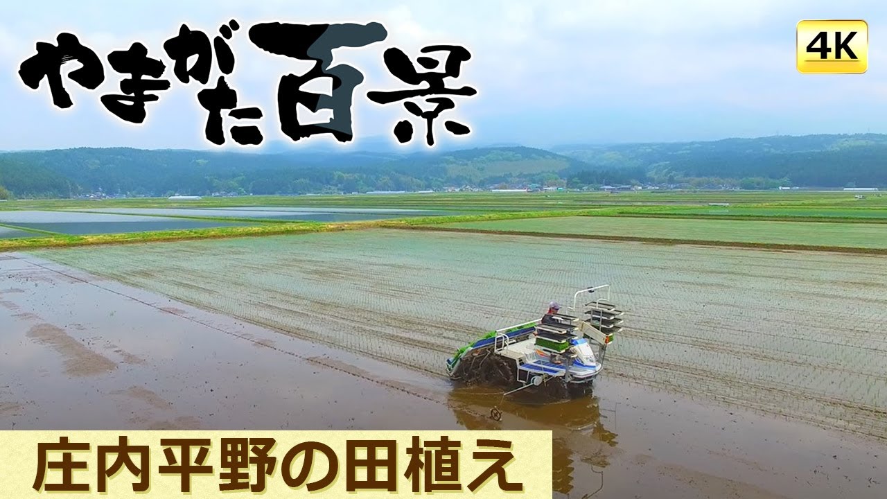 025 庄内平野の田植え（4K）～YTS山形テレビ「やまがた百景